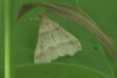 Phalaenophana pyramusalis