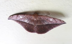 Oxydia translinquens