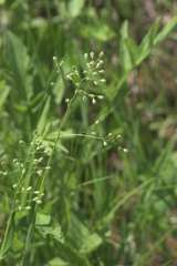 Dichanthelium scribnerianum