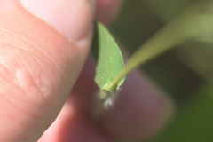 Dichanthelium scribnerianum