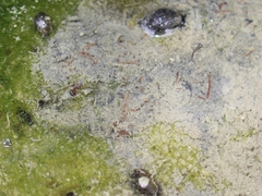 Hydrodictyon reticulatum