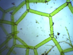 Hydrodictyon reticulatum