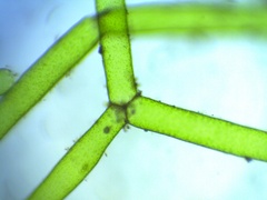 Hydrodictyon reticulatum