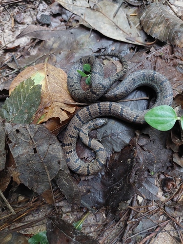 Black-banded Earth Snake