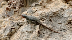 Sceloporus couchii