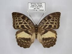 Bebearia mandinga beni