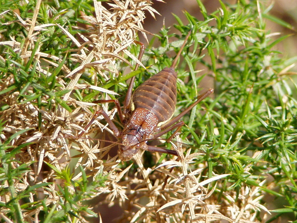 Ana-Paula's Saddle Bush-cricket