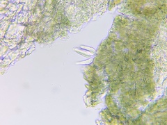 Arthonia punctiformis