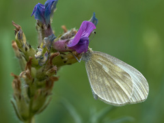 Leptidea