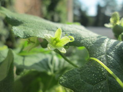 Bryonia cretica dioica