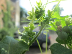 Bryonia cretica dioica