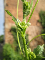 Bryonia cretica dioica