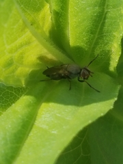 Tetanops