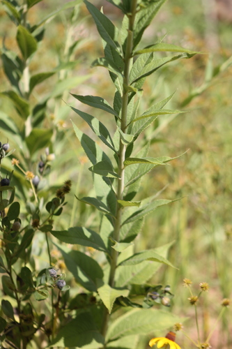 Western Ironweed