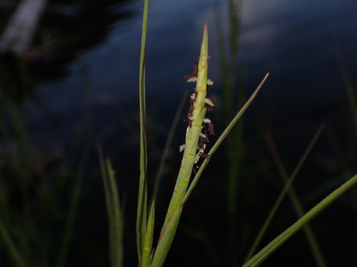 Hemarthria sibirica, 2024-07-07