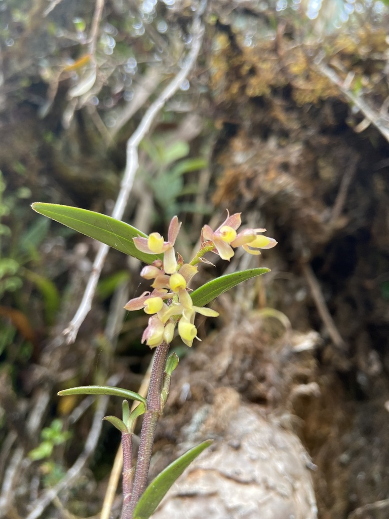 Epidendrum guacamayense Hágsater & Dodson