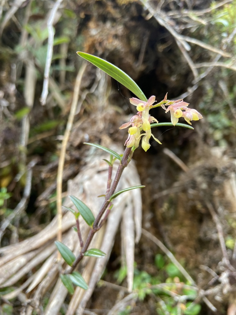 Epidendrum guacamayense Hágsater & Dodson 2