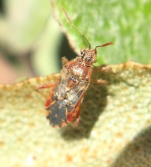 Liorhyssus hyalinus