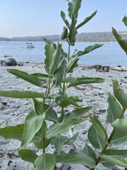 Showy Milkweed (Asclepias speciosa)
