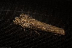 Ortholomia moluccana