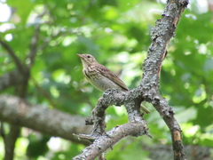 Anthus trivialis