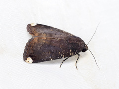 Callyna monoleuca