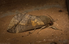 Oxycanus beltista