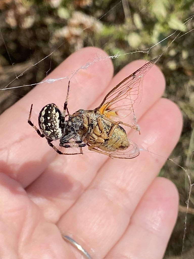 Van Duzee's Cicada