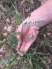 Astragalus flexuosus