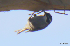 Melithreptus validirostris