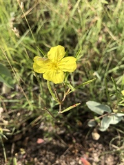 Oenothera berlandieri berlandieri