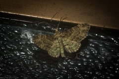 Chloroclystis mniochroa