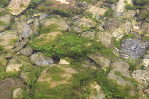 Image of Hydrodictyon reticulatum by (c) Fabien Piednoir, some rights reserved (CC BY-SA)