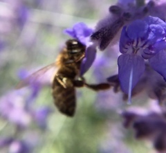 Apis mellifera