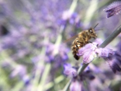 Apis mellifera