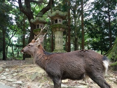 Cervus nippon