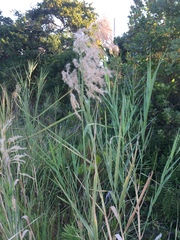 Phragmites mauritianus