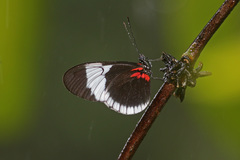 Heliconius sapho sapho