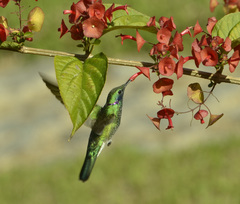 Colibri serrirostris