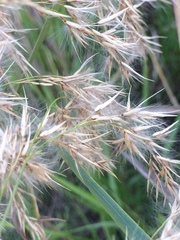 Phragmites mauritianus