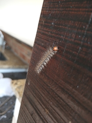 Lepidoptera