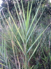 Phragmites mauritianus