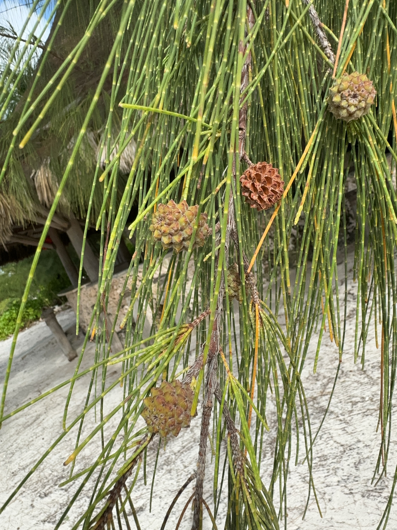 Casuarina