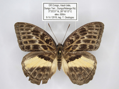 Bebearia abesa pandera