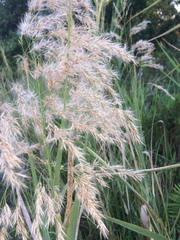 Phragmites mauritianus
