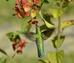 Colibri serrirostris