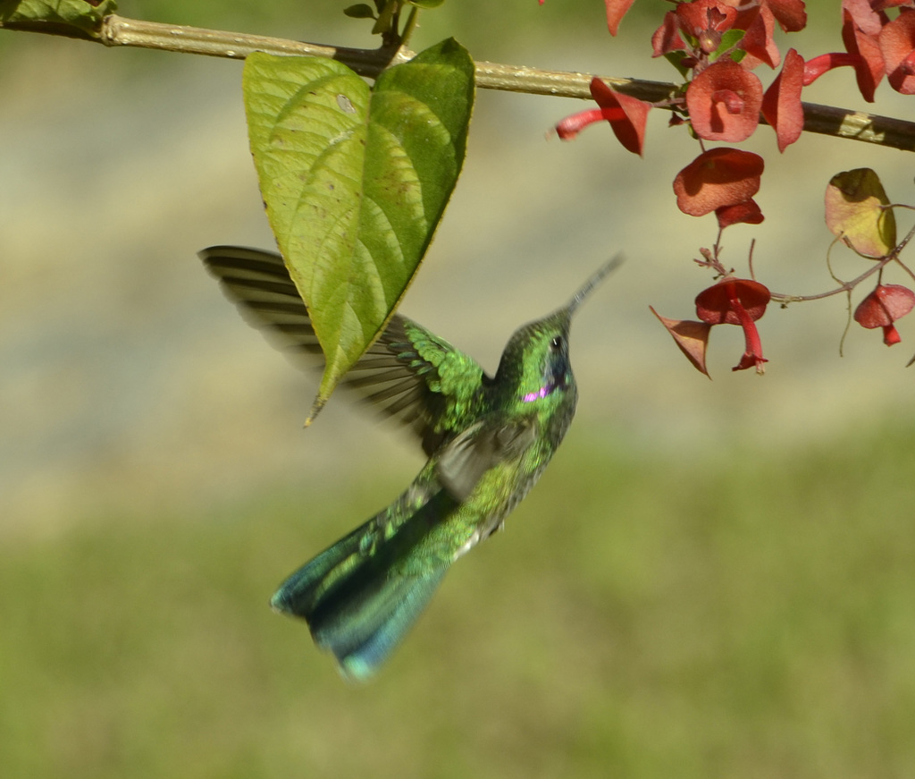 White-Vented Violetear
