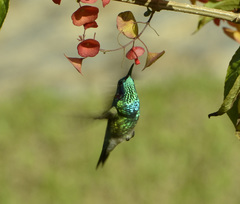Colibri serrirostris