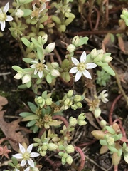 Sedum hispanicum
