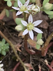 Sedum hispanicum